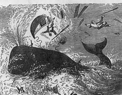 Whale resources 1800 s sperm whales